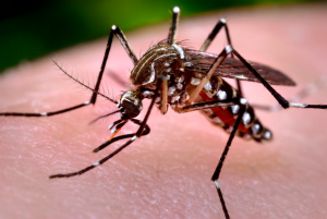 Febre Zika
