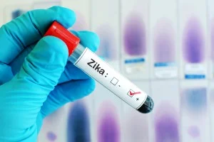 Pernilongo doméstico pode transmitir o vírus da Zika