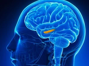 Cérebro e o mecanismo para lidar com dificuldades