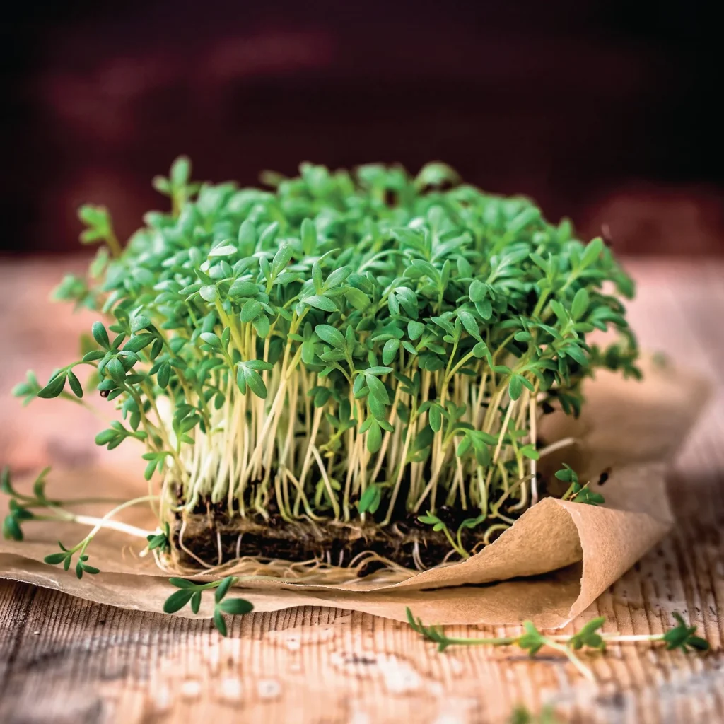 Fonte vegetal de vitamina B12 já é realidade