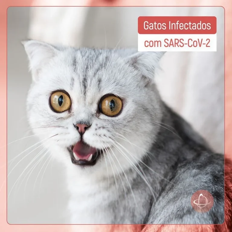 Gatos infectados com SARS-CoV-2
