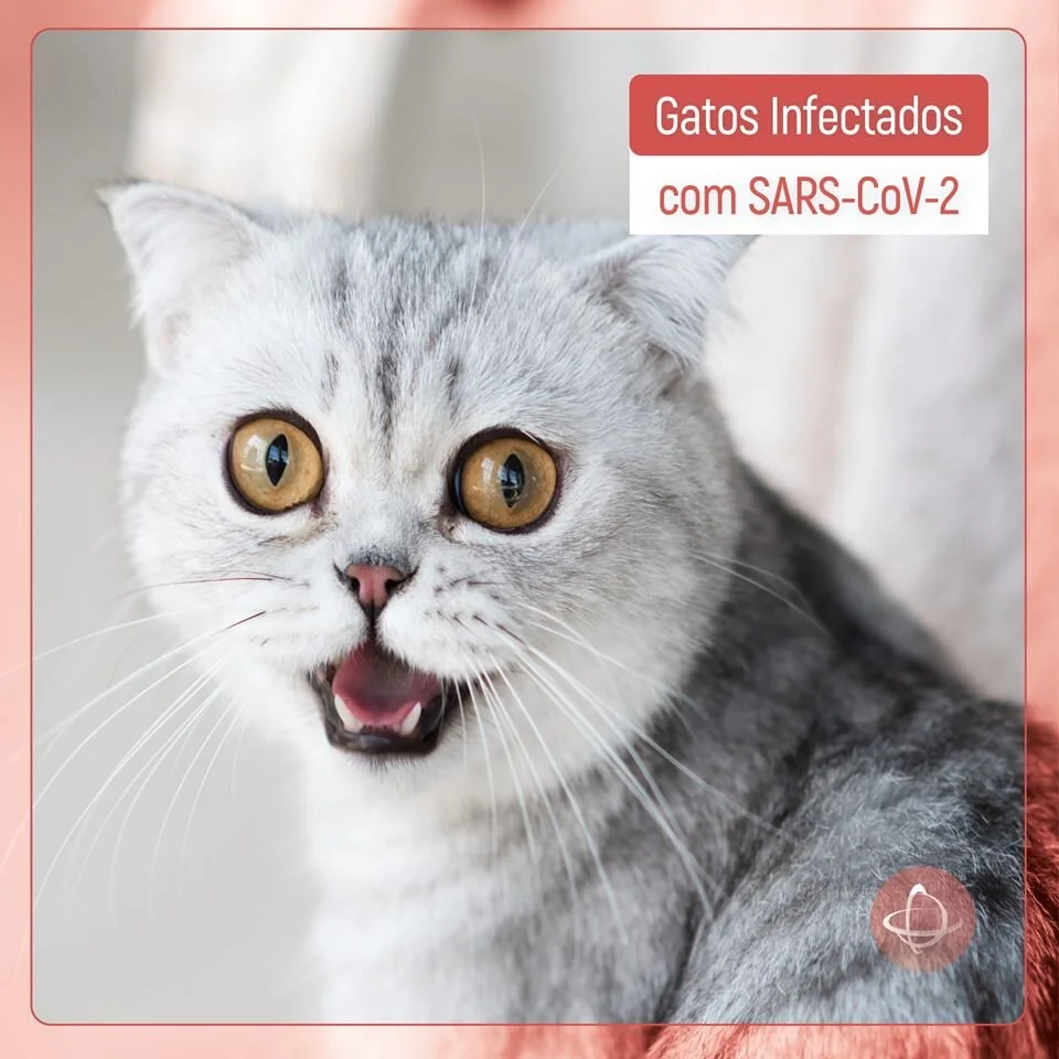 Gatos infectados com SARS-CoV-2