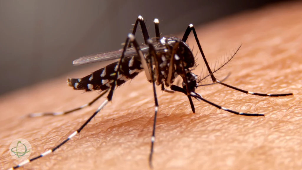 Dengue: sinais de alerta, tratamento e tudo o que você precisa saber
