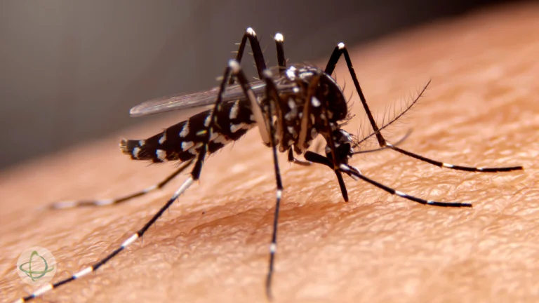 Dengue: sinais de alerta, tratamento e tudo o que você precisa saber